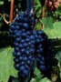 450px-Big_red_syrah_shiraz_grapes 320x200